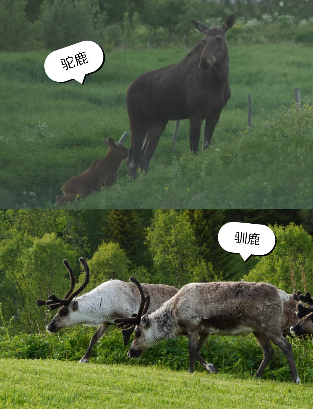 开云体育入口-挪威遭遇尴尬失利，出线前景堪忧